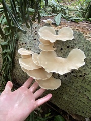 Pleurotus