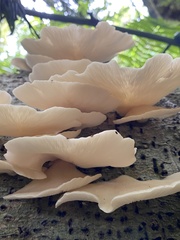 Pleurotus