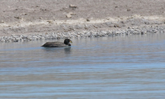 Fulica cornuta