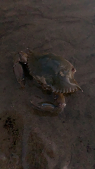 Callinectes arcuatus