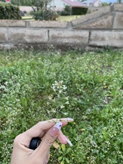 Capsella bursa-pastoris