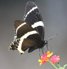 Papilio garamas