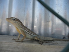 Anolis lineatus