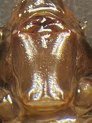 Hylogomphus parvidens