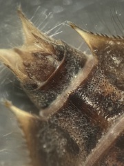 Hylogomphus parvidens