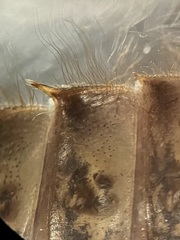 Hylogomphus parvidens