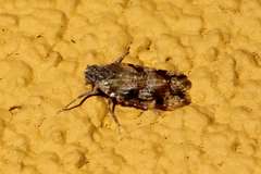 Cixiosoma bonaerense