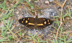 Telenassa berenice