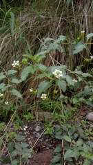 Lantana grisebachii