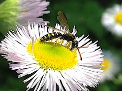 Sapygidae