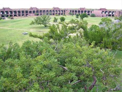 Maytenus phyllanthoides
