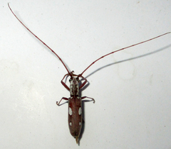 Olenecamptus olenus