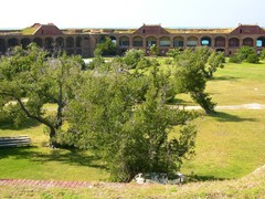 Maytenus phyllanthoides