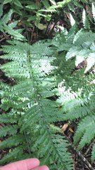 Asplenium bulbiferum