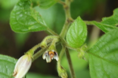 Lycianthes