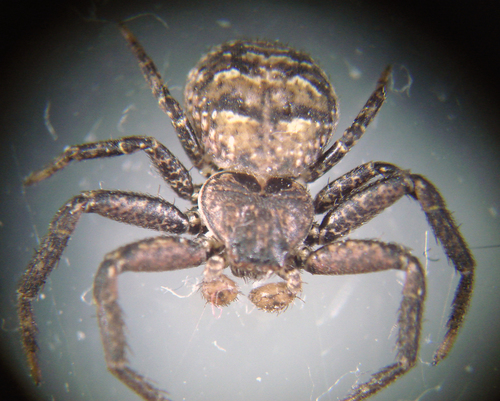 Multicolored Bark Crab Spider photo 4
