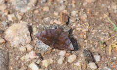 Pellicia hersilia