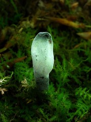 Hypomyces papulasporae