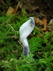 Hypomyces papulasporae