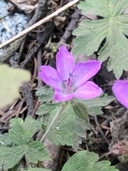 Geranium potentillifolium