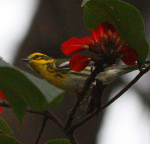 Setophaga townsendi