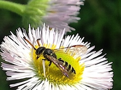 Sapygidae