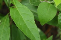 Lycianthes