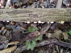 Truncospora wisconsinensis