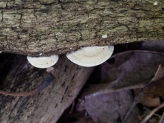 Truncospora wisconsinensis