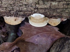 Truncospora wisconsinensis