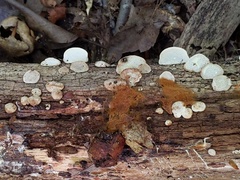 Truncospora wisconsinensis