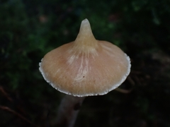 Cortinarius acutus
