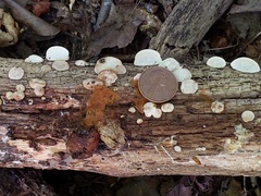 Truncospora wisconsinensis