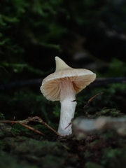 Cortinarius acutus