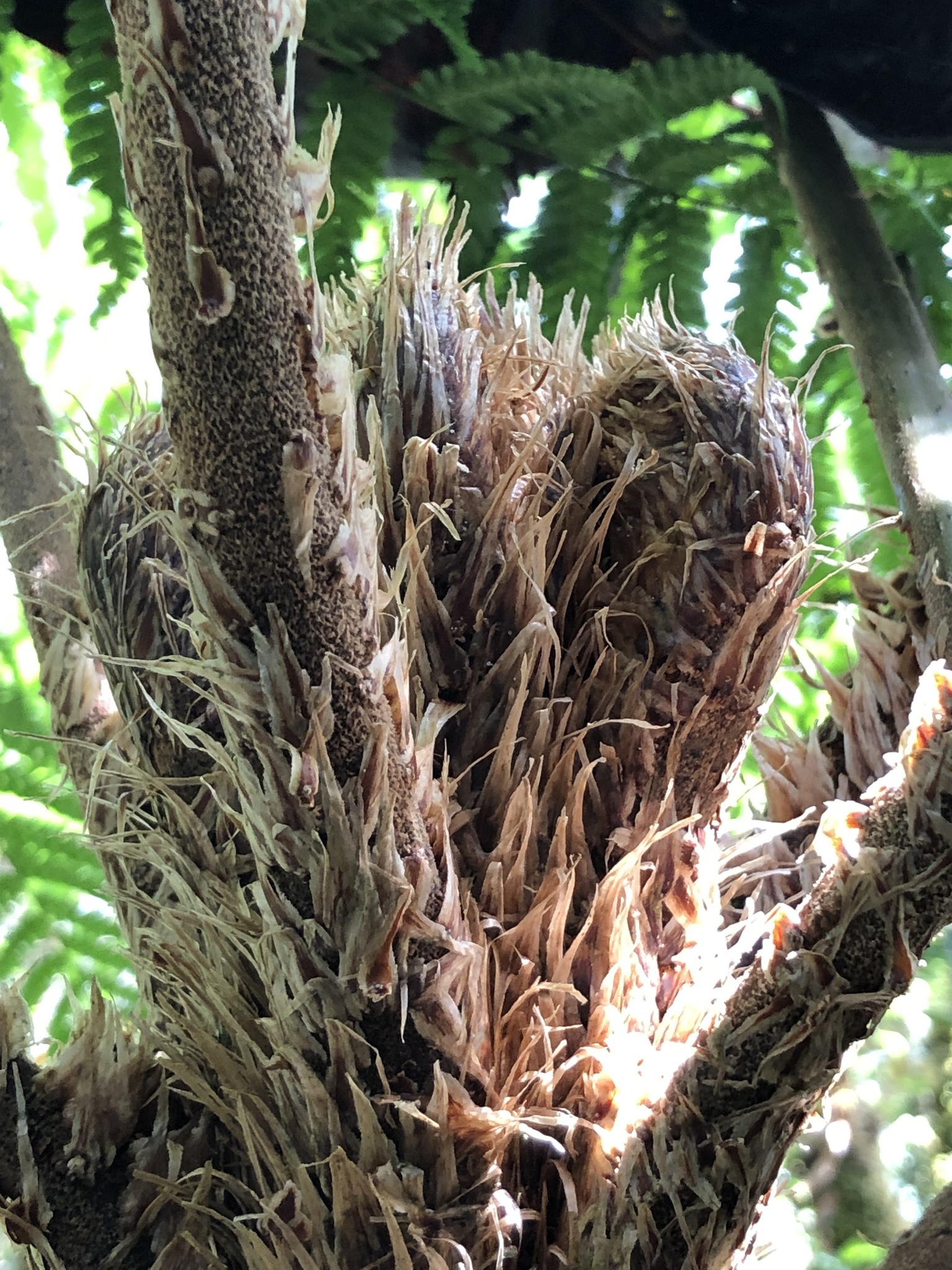 Cyathea vilhelmii