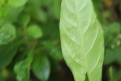 Lycianthes