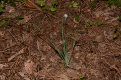 Sisyrinchium nashii