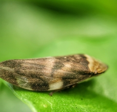 Ptyelinellus praefractus