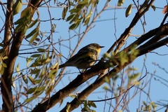 Setophaga coronata