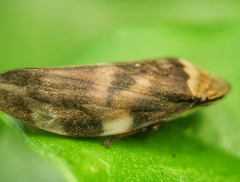 Ptyelinellus praefractus