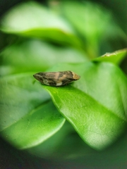 Ptyelinellus praefractus