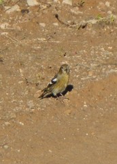 Loxia leucoptera image