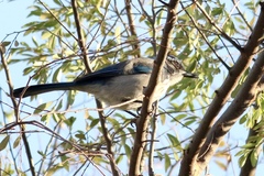 Aphelocoma californica