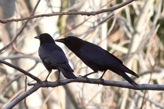 Corvus brachyrhynchos