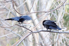 Corvus brachyrhynchos