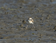 Charadrius javanicus