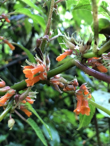 Besleria nubigena