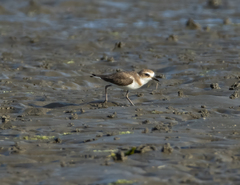 Charadrius javanicus