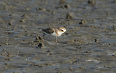 Charadrius javanicus