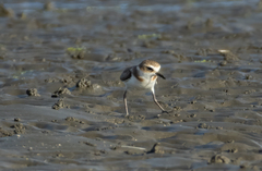 Charadrius javanicus
